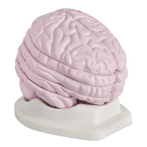 KyrenMed Human Brain Slice Modell Cerebral Cortex Querschnitt Anatomisches Modell Lebensgröße