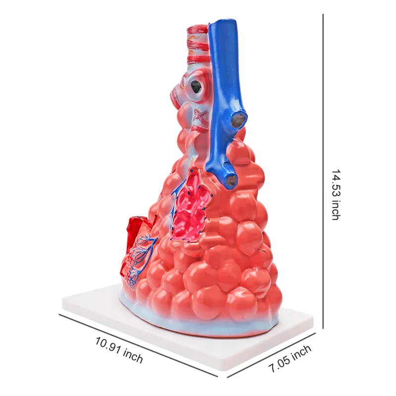 Biyolojik enstrüman 3d insan vücudu anatomisi alveol modeli alveolus pulmonis akciğer modeli