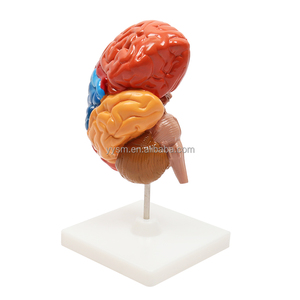 Insegnamento educativo scuola biologica Area funzionale colorata metà cervello umano modello medico attrezzature educative - Product Image 2
