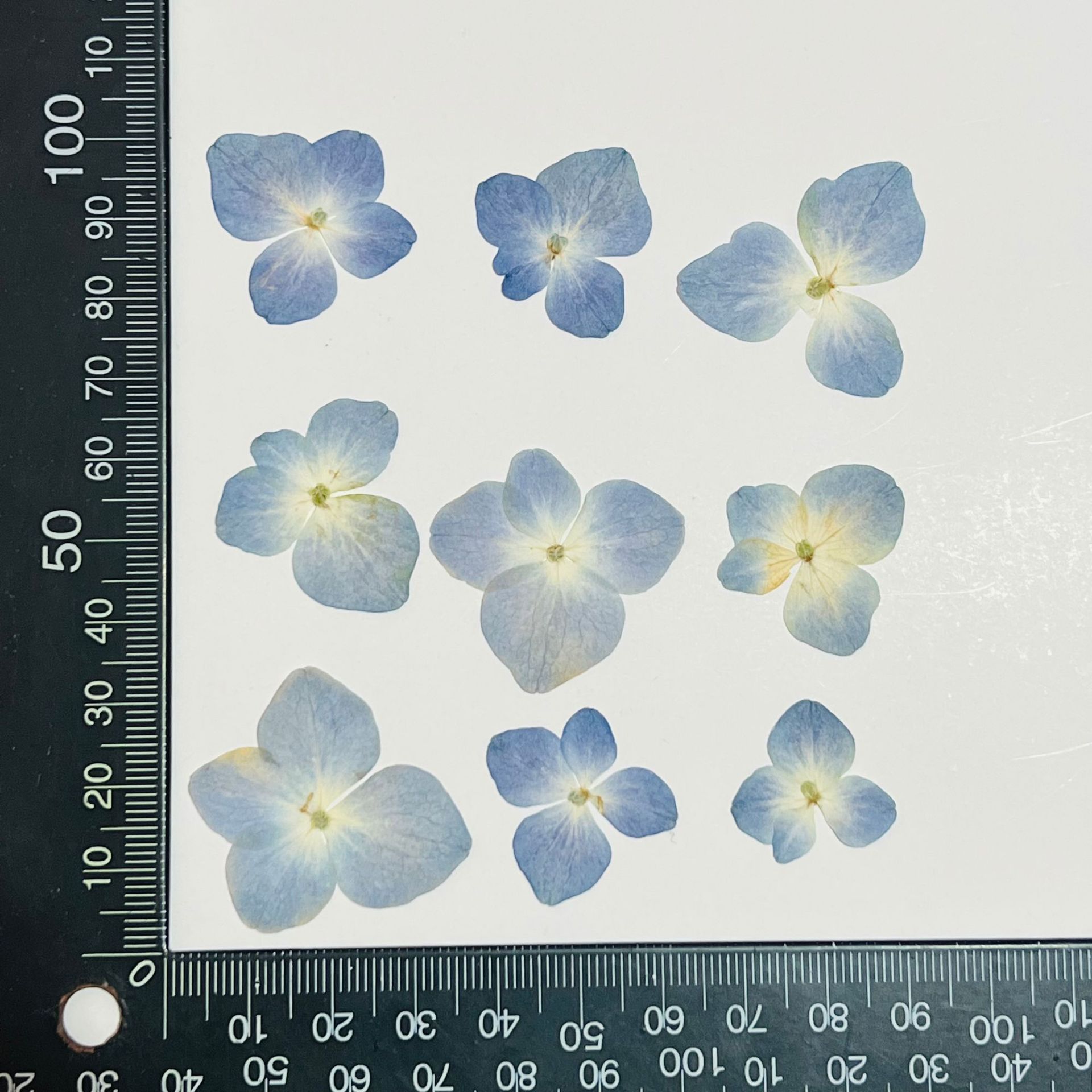 Livres d'hortensia en bleu (12 fleurs par paquet)