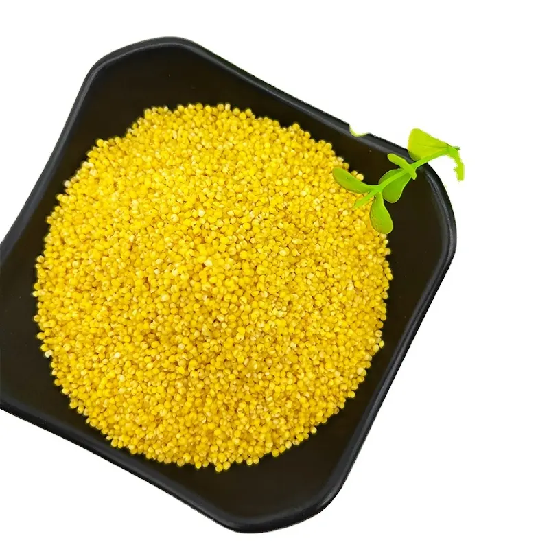 Miglio decorticato giallo senza glutine essiccato con farina di mais biologico ricco di proteine di cereali per Porridge