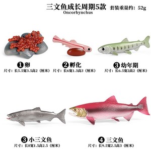 Yixingsheng çocuk bilim ve eğitim bilişsel simülasyon deniz somon modeli mini hayvan büyüme döngüsü