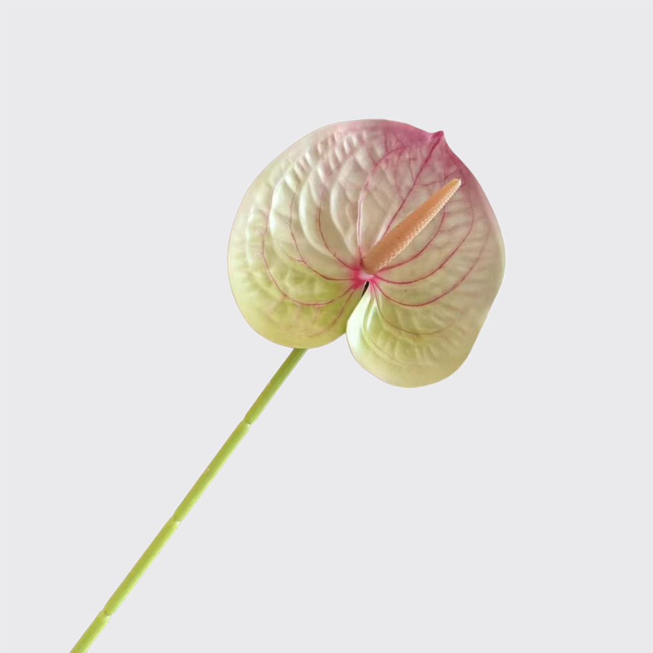 Dégradé Blanc & Vert