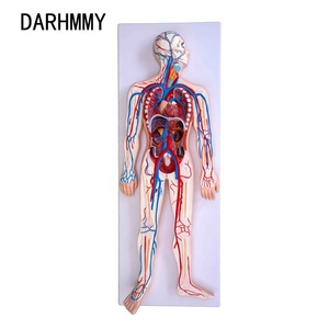 DARHMMY Medical Science <strong>Human</strong> Blood Circulatory System Model - Product Image 6