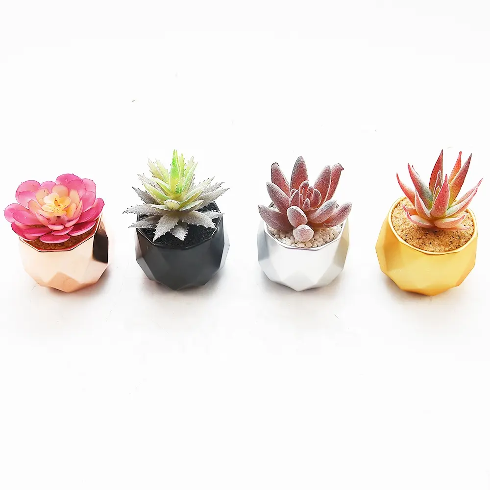 Piante di cactus succulente vive vivaio nuovo design vendita calda vasi succulenti succulente all'ingrosso dimensioni personalizzate succulente finte