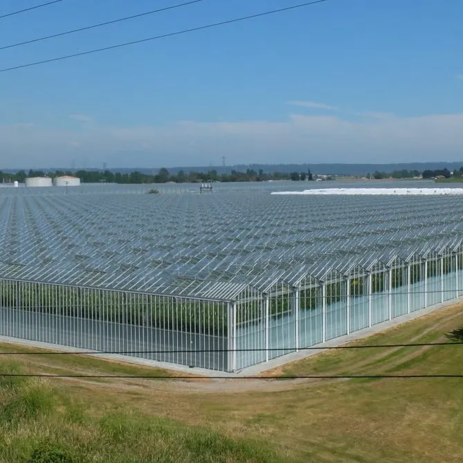 Prezzo di fabbrica ortaggio giardino che cresce piccolo vetro serra agricoltura utilizzata per la vendita