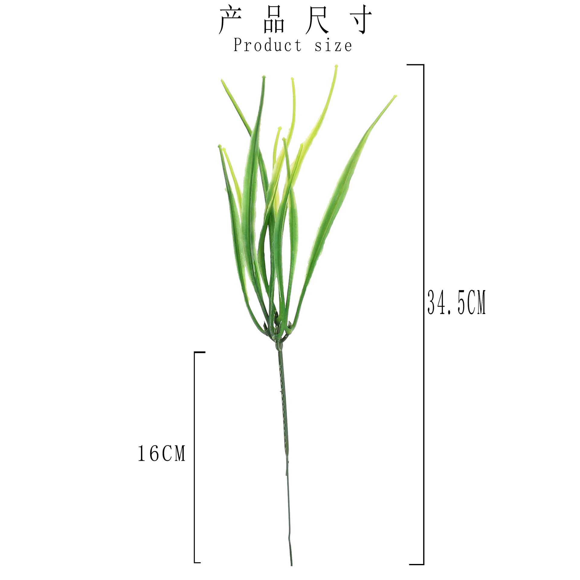 Petite herbe de printemps à 5 fourches