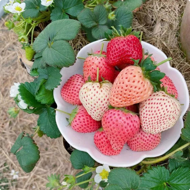 1# สตรอเบอร์รี่ครีม 200 ชิ้น