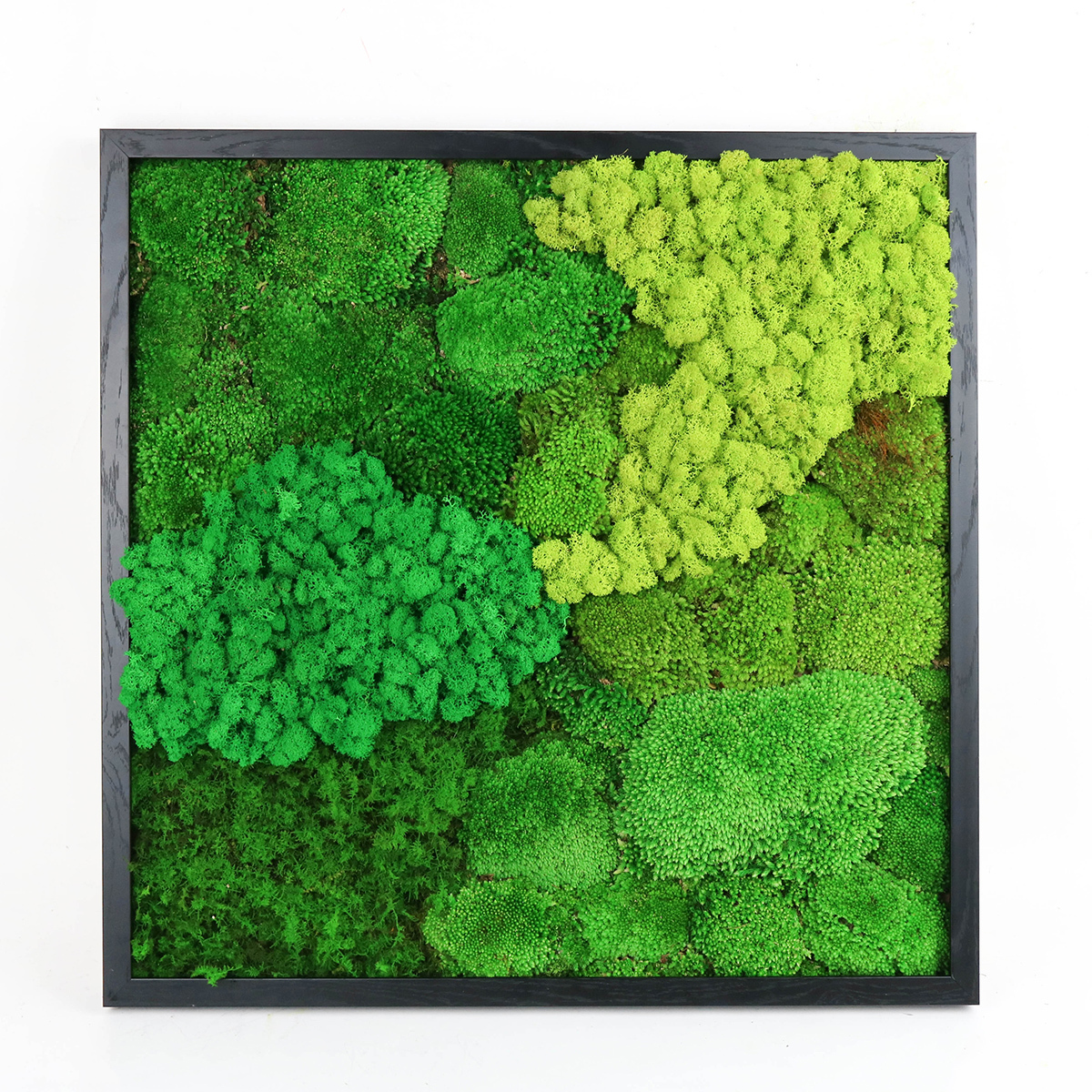 60X60 cm green pole reindeer moss mixed