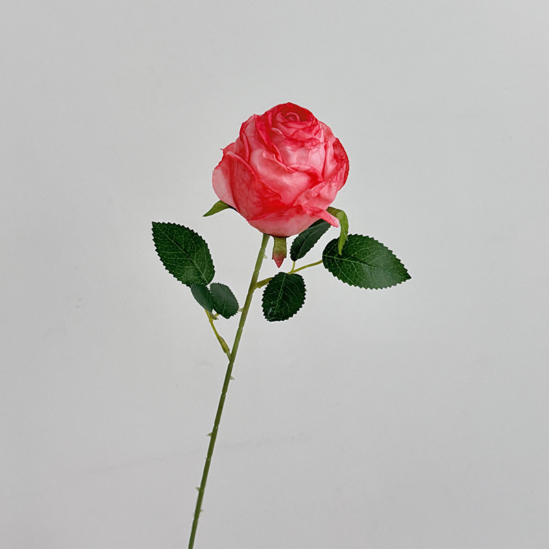 Rosa intenso único