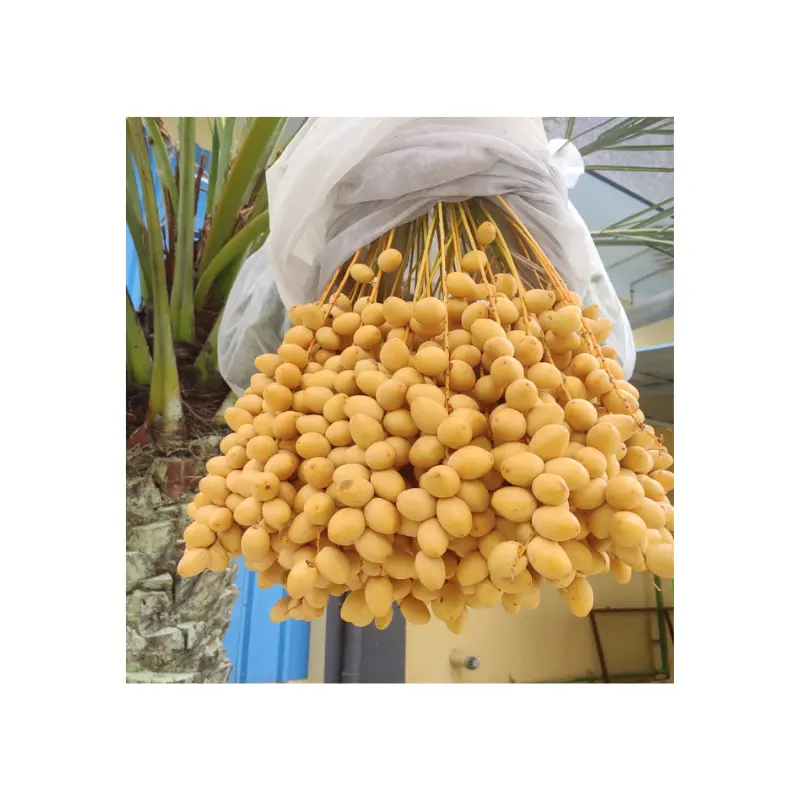 Саженцы финиковых пальм по рыночной цене очень питательны и едят на стадии Халала, рутаба и Тамара