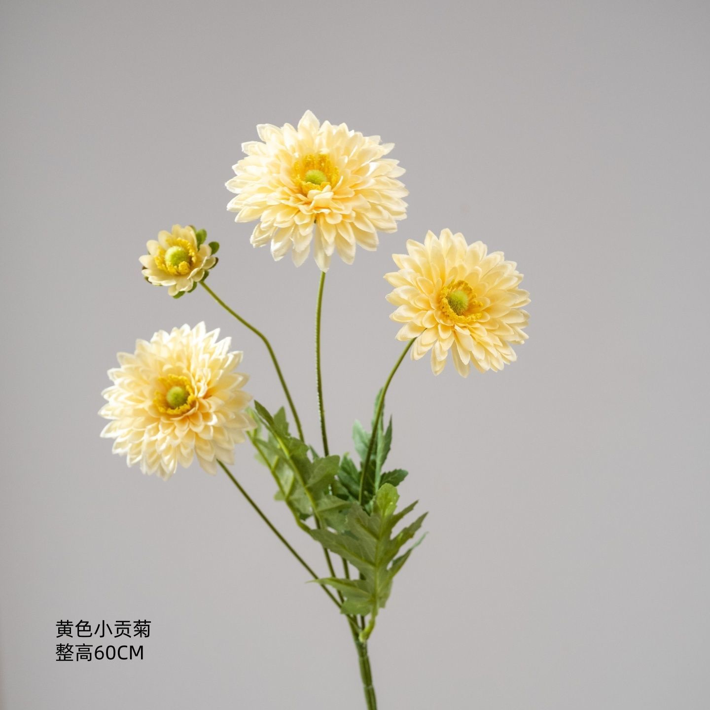 Chrysanthème jaune