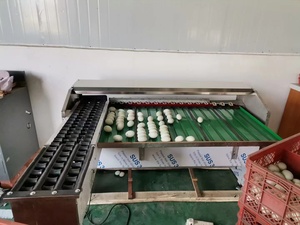 Eier sortiermaschine, die schlechte Eier mit einer leichten Eier sortiermaschine zum Verkauf erkennen kann - Product Image 6
