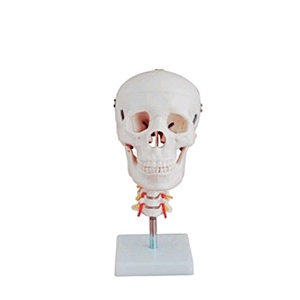 HC-S209 İnsan kafatası modeli ile servikal vertebra ve vertebral arter spinal sinirler/tıbbi öğretim kafatası modeli - Product Image 1