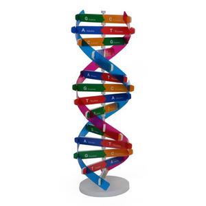 Yeni DIY insan genler DNA modelleri çift sarmal bilim popülerleştirme öğretim yardımcıları bilim araçları çocuklar için Test kiti - Product Image 2