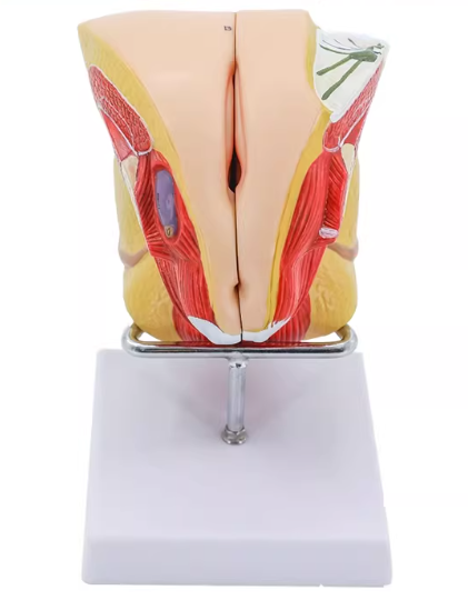 Modèle anatomique bleu du système reproducteur féminin