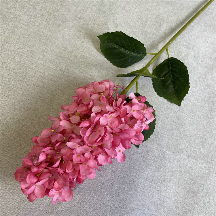 Rosa madeira