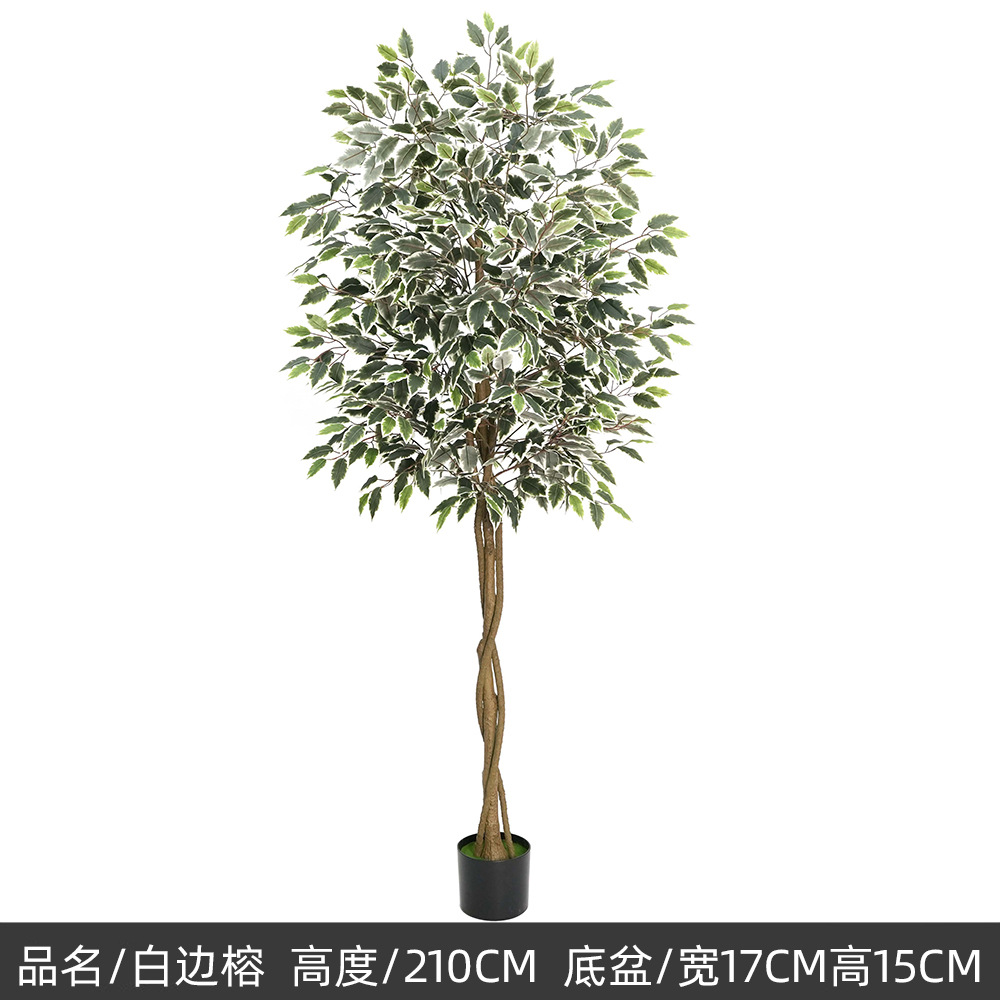 Banyan vert de 210 cm avec bordure blanche.