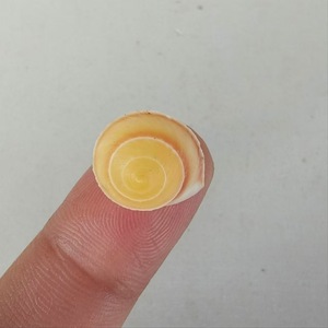 Mini Natural Yellow Snail <strong>Shells</strong> 1 to 1.2 Centimeters Polished Conch Seashell - Product Image 4