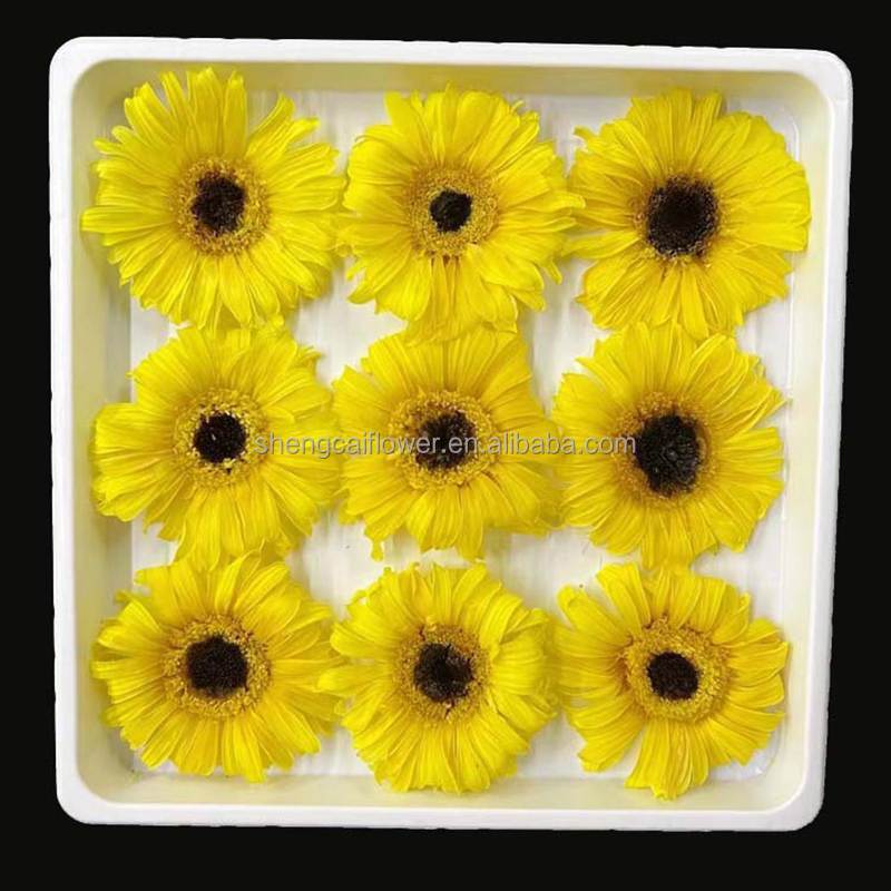 Preserevd African daisyp 9pcs/box