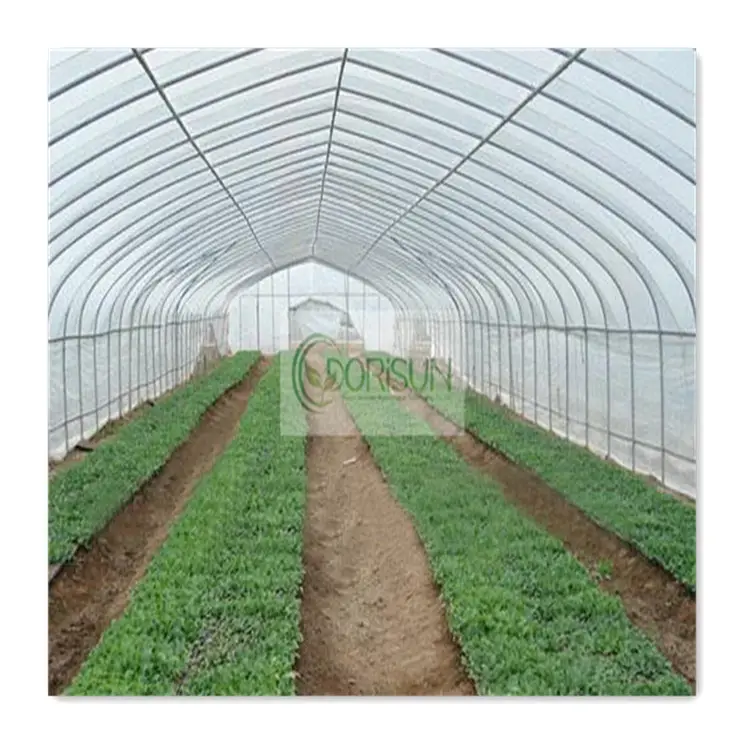 8X12 China Green Houses Plastico Para Invernaderos-Industrial Tunel Used Agricultural Greenhouse Tunneling For Sale