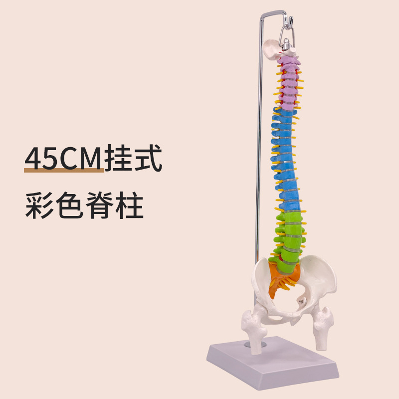 45CM Suspended Colored Spine