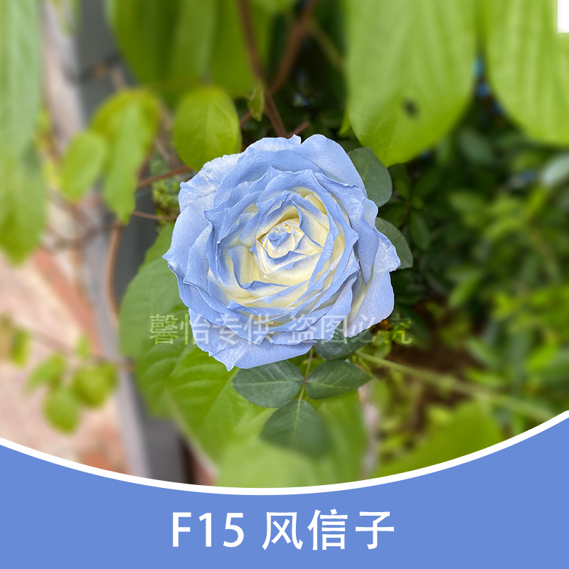 F15 hyacinth