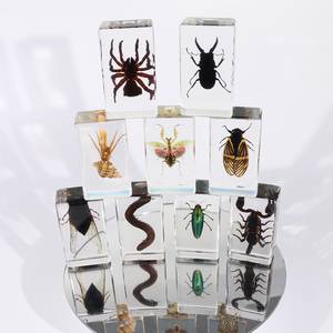 Пресс-папье Lychee Stinkbug, образец смолы, Обучающие инструменты, образцы насекомых для продажи - Product Image 1