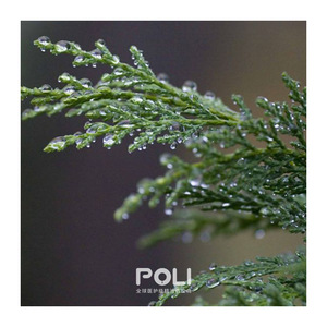 100% Pure Natural Essential <strong>Oil</strong> with <strong>Cypress</strong> Australian Blue Ingredients for Body Massage Aromatherapy Made Bark Raw Material - Product Image 2