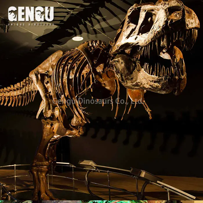 Musée Exposition Haute Simulation Dinosaure t-rex Squelette Modèle