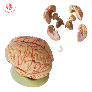 等身大に正常な9つの部分の解剖を伴う人間の脳の解剖学的モデル - Product Image 2