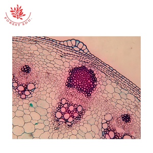 Portaobjetos de microscopio de biología Uso Tallo de planta de Dicotiledóneas Diapositivas permanentes Diapositivas de botánica preparadas - Product Image 2