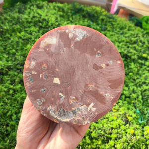 1 pieza de placa fósil de concha Natural, rebanada de jaspe, rocas y cristales, rebanada de amonita, colección de minerales - Product Image 3