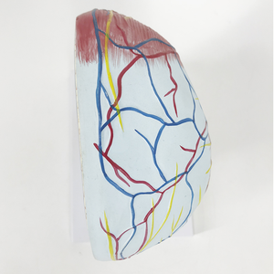 BMN/H011 Model of <strong>Nerve</strong> Attached to Blood Vessels in the <strong>Median</strong> Sagittal Section of the Head for Medical Science - Product Image 5