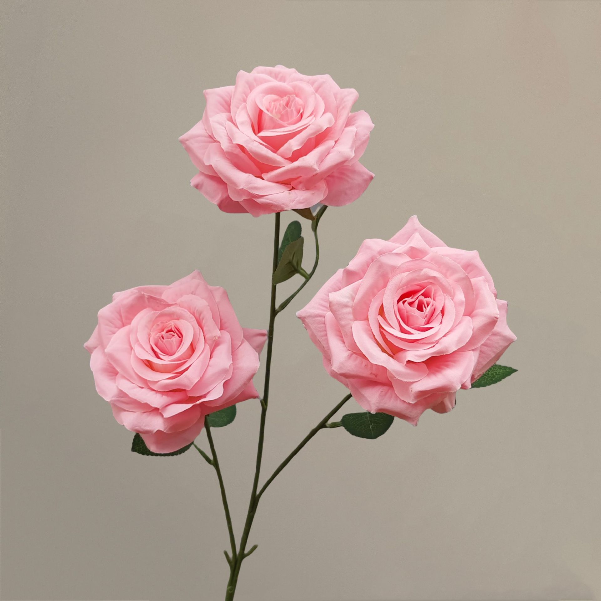 Rose profond