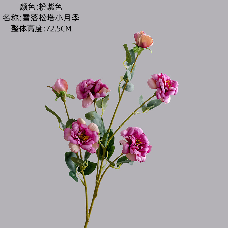 Rose violet