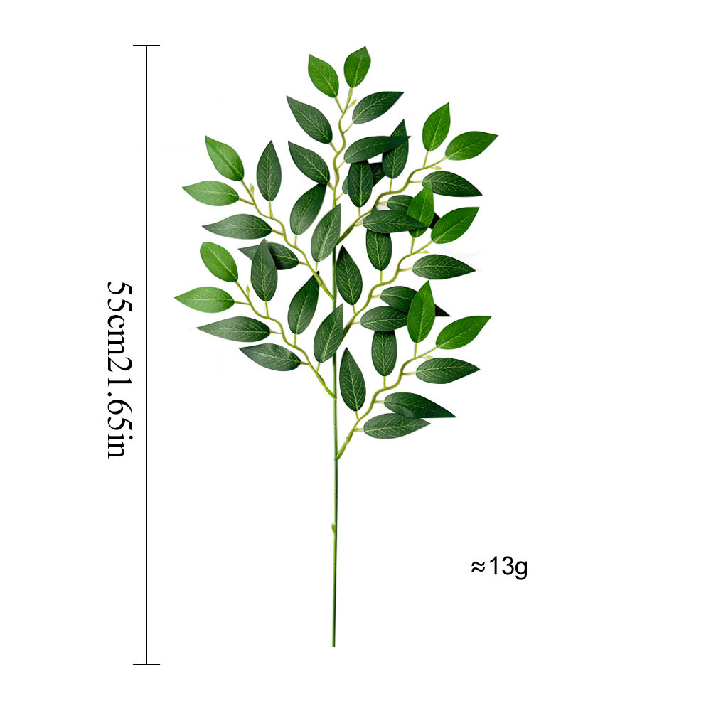 Ruscus italien - C