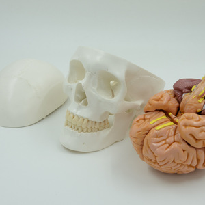 Tự Nhiên Lớn Kích Thước Hộp Sọ Màu Trắng Với 8 Phần Não Mô Hình Giải Phẫu Con Người Hộp Sọ Có Thể Tháo Rời Mô Hình Não Mô Hình Hộp Sọ - Product Image 4