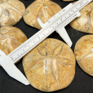 Fósiles pulidos de piedra natural mágica al por mayor, fósiles de Caracol de mar, a la venta para regalo - Product Image 2