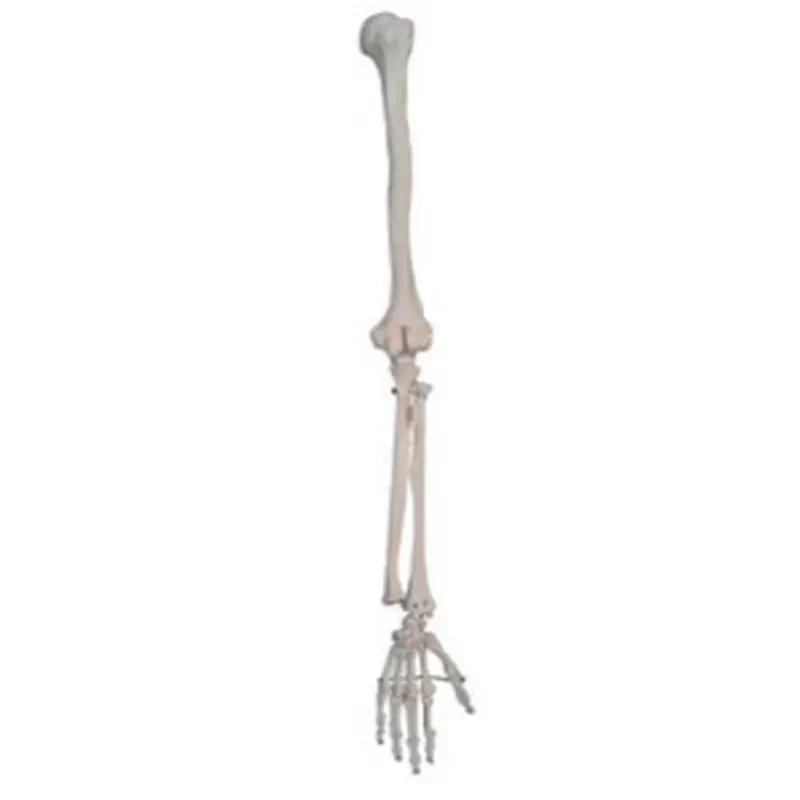 Anatomical Human Skeletal Arm Model -Medical Skeleton Hand Limb Anatomy