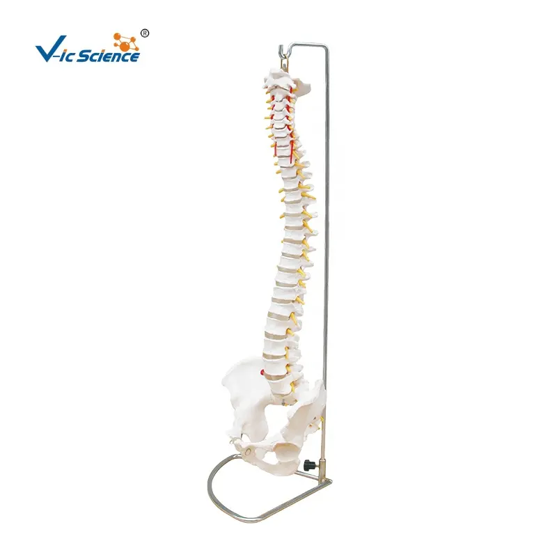 Columna Vertebral con pelvis para ciencia médica, modelo de columna Vertebral de plástico humano, esqueleto de tamaño real
