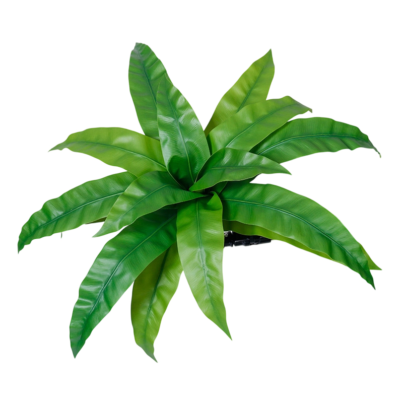 15-Leaf Bird's Nest Fern Bunch (Light Green)