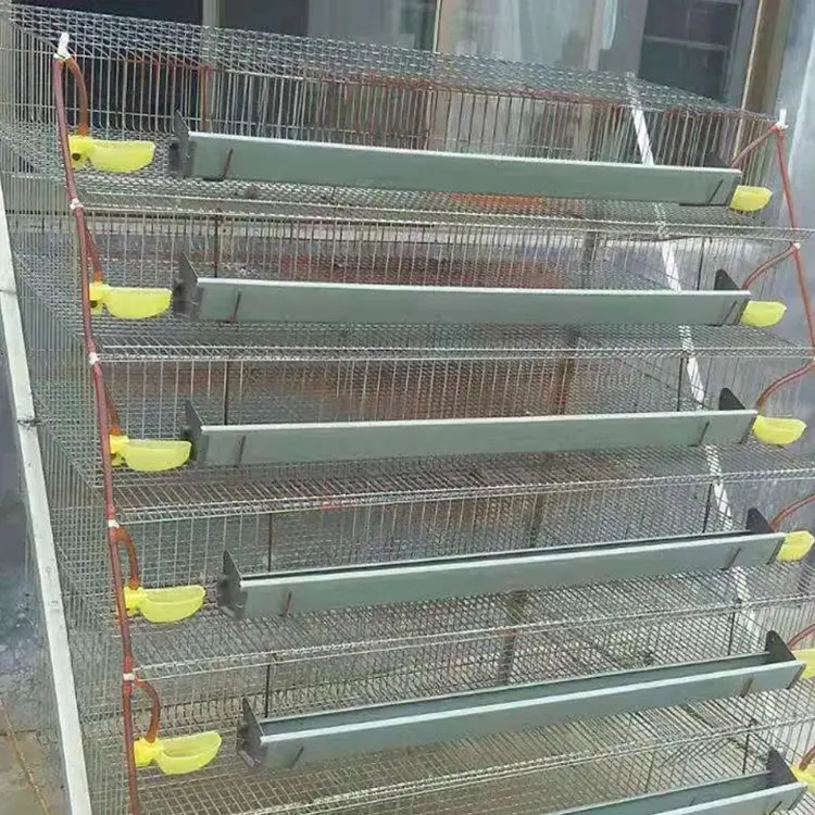 Élevage de volailles treillis métallique galvanisé caille batterie poulailler cage