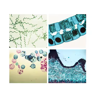Set menengah paling populer biologi alga disiapkan mikroskop Set slide untuk peralatan Lab biologi - Product Image 3