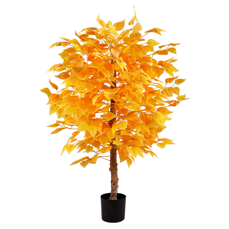 1m yellow banyan Tree