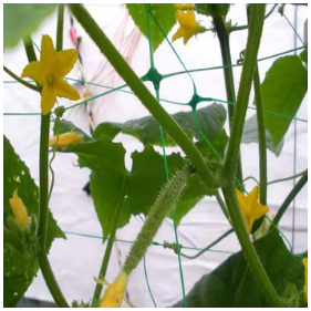 Rete di protezione da giardino a traliccio per verdure in plastica PP per supporto e crescita servizio di lavorazione del taglio personalizzato - Product Image 2