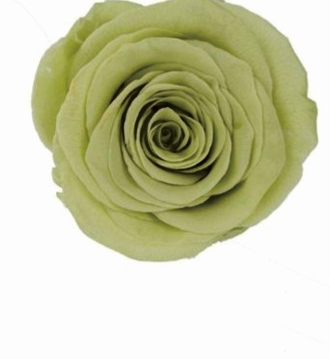 Matcha verde