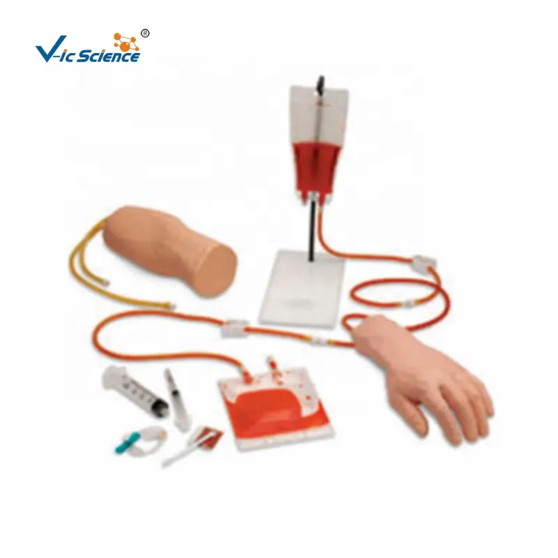 手と肘を組み合わせた静脈内注入 (血液) トレーニングモデル皮膚表面の触診可能な静脈