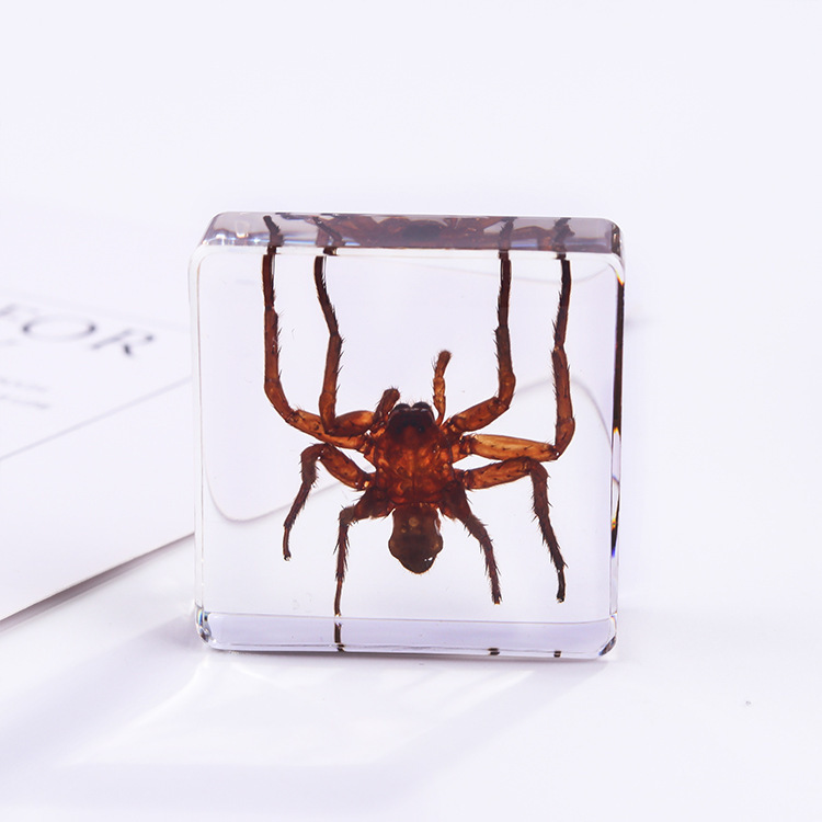 Araignée poilue