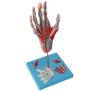 <strong>Human</strong> Palm Anatomy Model Hand Anatomy with Neurovascular Model 42 Parts Indicator - Product Image 2